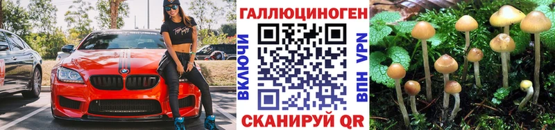 Галлюциногенные грибы Psilocybine cubensis  как найти   Сосновоборск 