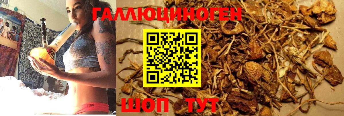 Псилоцибиновые грибы Psilocybine cubensis Сосновоборск